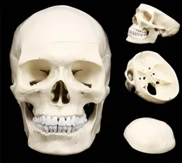 11 Anatomiczna anatomiczna żywica żywica głowy szkielet szkieletowy Model nauczania Odłączany wystrój domu żywica Czaszka Czaszka Rzeźba T209401672