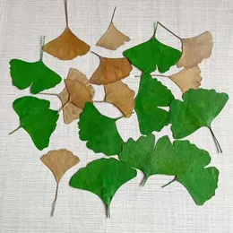 Decorative Flowers 4-9CM/Real Natural Dried Pressed Ginkgo Leaves Dry Press Leaf Of Different Shapes And Sizes For Epoxy Resin Jewellery