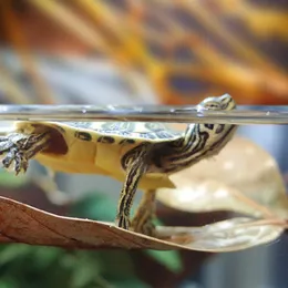 Tanks lämnar Dimocarpus longan mandlar naturliga blad för fiskbehållare lång torkat blad för sköldpaddor