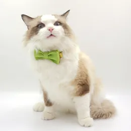 Matcha Green Velvet Small Dog Ожерелье персонализированное воротник -кошка с кошачьей кошкой с фирменной тарелкой, регулируемой для котят, регулируется для котят