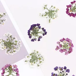 Fiori decorativi 120pcs pressati lobularia secca Maritima Flower Herbarium per resina Epoxy Jewelry Card Cardarch Frame Case Face Fate