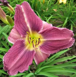 Purple Daylily Prairie Blue Eyes 1 frisk bar rot hemerocallis anläggning 2 3 fans fartyg från enkla att odla280b2816694