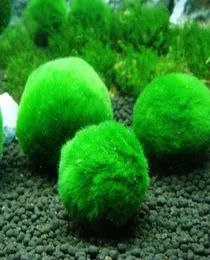 34 cm Marimo Moss Balls Live Aquarium Plant Alger Fish Shrimp Tank Ornament Happy Environmental Green Saweed Ball N50 Dekorationer7422712