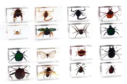 عينة حشرات سبايدر فراشة العقرب في عينة ووزن ورقية صافية 6455749