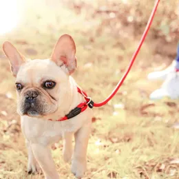 Pet köpek naylon tasma halatlar Eğitim tasma slip kurşun kayış ayarlanabilir çekiş yakalı hayvanlar Tedarikler Aksesuarlar Q967