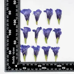 Dekoratif çiçekler preslenmiş kuru mavi kelebek çiçeği Herbaryum mücevher kartpostal yer işareti çerçeve çantası yüz makyaj lambası kartı diy