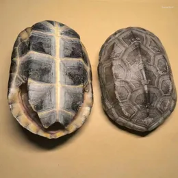 Dekorative Figuren natürliche komplette und echte Schildkrötenschale Haus mögen Wohnzimmer Dekoration Desktop Skulpturdekoration