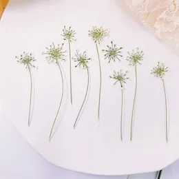 Dekoratif Çiçekler 60 PCS Preslenmiş kurutulmuş beyaz ammi majus çiçek sapı bitkileri Herbaryum Times Gems Takı Yer İşareti Kartpostal Davetiyesi