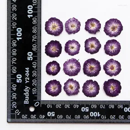 Dekorative Blumen 60pcs gepresst getrocknet 15-20mm Fuchsia Rose Blumenherbarium für Harz Epoxy Schmuckkarte Lesezeichen Rahmen Telefonhülle Make-up