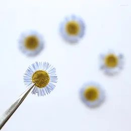 Flores decorativas 1.5-2.5cm/24pcs pressionado Erigeron Annuus Pétalas de flores secas Os marcadores pintados à mão, joias de moldura PO da moldura