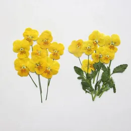 Fiori decorativi 120pcs pressati viola secca cornuta fiore erbario floreale per resina epossidica gioielli di gioielli segnalibri