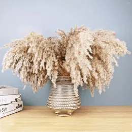 زهور زخرفية Sreed 10pcs 17inch Fluffy Pampas Grass Short S Size Brown Pompas Decor Boho Home Room Decoration