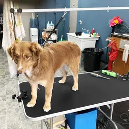 Heavy Duty Grooming Table for Large Dogs Collapsible Design