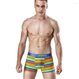 Underpants Rainbow Stripes Stamping Boxer's Boxer Cotton Ordinary Cash Elastic Cinture elandese biancheria intima di alta qualità