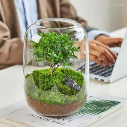 Vazolar yosun bonsai eserleri mikro peyzaj taze yeşillik vazo masaüstü eko şişe
