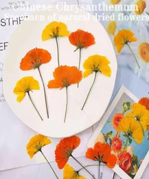 Sahte çiçek yeşillikleri 12pcs kurutulmuş çiçekler chrysant doğal preslenmiş bitkiler epoksi reçine kolye takı yapmak zanaat diy çivi sanat4007541