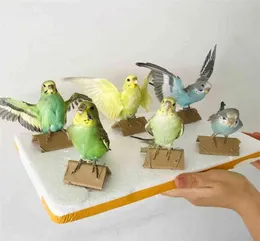 Taxidermie -Füllung Eurasischer Papageienproben Unterricht Dekoration 2107274161673