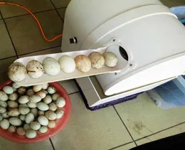 Un uomo operazione automatica per lavatrice delle uova uova pulizia della rondella di uova con rondella d'uovo a bassa anatra1698289