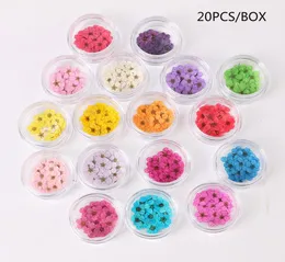 20pcsjar getrocknete Blumen Nägelkunst Dekorationen Buntes natürliche trockene Blume 3d Schönheit Real Blumenaufkleber UV Gel Maniküre Abziehbilder1442840