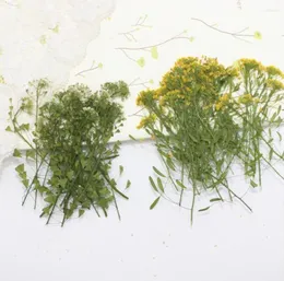 Dekoratif Çiçekler 120pcs Preslenmiş kurutulmuş karabuğday çiçek bitkileri mücevher için herbaryum kartpostal çerçeve telefon kılıfı zanaat diy