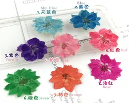 100 pezzi Mini Mini pressato Gaura Lindheimeri Fiore per feste di nozze Casa Cittana Accessori fai -da -te Accessori fai da te7159821