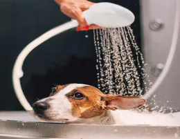 New Pet Dog Cat Shower Head Multifunctional Tap Faucet Spray Mansrater خرطوم خرطوم غسل الحيوانات الأليفة حيوانات ماء Lave Bath6526732