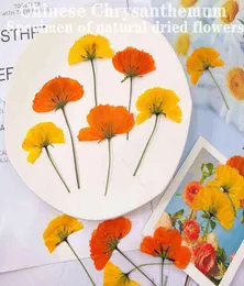 Sahte çiçek yeşillik 12pcs kurutulmuş çiçekler chrysant doğal preslenmiş bitkiler epoksi reçine kolye takı yapmak zanaat diy çivi sanat2744875