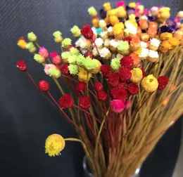 300pcs 03cm Head -treal kurutulmuş doğal mini mutlu çiçek branchminiature kuru çiçekler buket için diy reçine mücevherler dekor f3041826