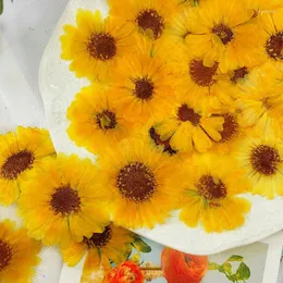 Decorative Flowers 60pcs 3-6cm Pressed Dried Natural Calendula Officinalis Flower Plant Herbarium For Jewelry Postcard Invitation Card