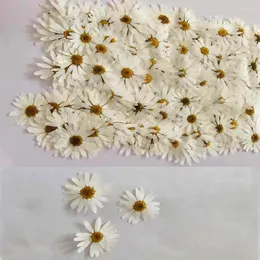 Kwiaty dekoracyjne 500pcs naciśnięty suszony biały pericallis hybisza kwiat rośliny rośliny zielnika biżuteria pocztówka