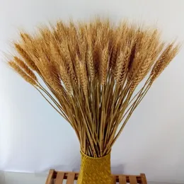200 Pcs Dried Natural Triticum Wheat Bundle Flower Arrangement Home Table Wedding Party Centerpieces Decorative 24''tall265J