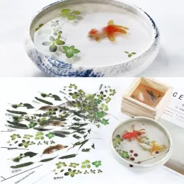 Equipments 5Pcs 3D Leaves Clear Water Grass Film Sticker For Resin Goldfish Painting Jewely