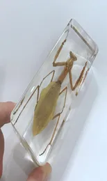 YQTDMY Vintage Praying Mantis Insect Specimen in Clear Lucite Paperweight Crafts4775082