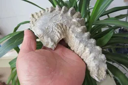 Figurine decorative 445 g di raro fossile di ostrica proveniente dal Madagascar