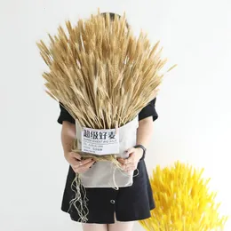 100 pezzi bouquet di spighe di grano di fiori secchi naturali per la decorazione della festa nuziale di matrimonio decorazioni natalizie artigianali fai da te camera di casa 240223