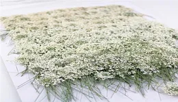 100pChspressed White Lace Flowers z łodącym szaistą Real Flower for DIY Wedding Zaproszenie Sztuka Karty podarunkowe Seksualne świece 24944957