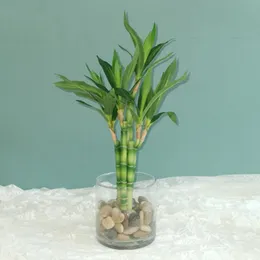 アジアの水槽の装飾人工幸運な竹多工 ...を￥3,251 | DHgate