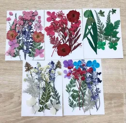 Flores decorativas 1 conjunto misturado seco pressionado flor folhas plantas herbário para jóias cartão postal po quadro caso de telefone fazendo diy 5 projetos