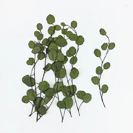 Dekorativa blommor 60st pressade torkade muehlenbeckia complexa bladblomma växter herbarium för nagelkonst smycken bokmärke telefonfodral