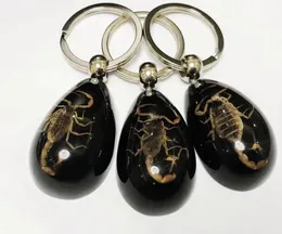 16 PCS Keychains Fashion Accessories Set Real Scorpion Key Chain Black Drop Color Product Keychain Car Ring7345066