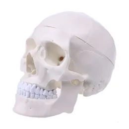 Decorative Objects Figurines Human Anatomical Anatomy Head Skeleton Skull Teaching Model School Supplies Study Tool Halloween Bar Ornament 230926