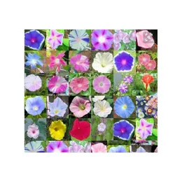 その他の庭用品100pcs/バッグパティオ芝生のための100pcs/bag朝の栄光の花の種は発芽率95装飾的な景観OTJS1