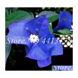 Garden Decorations Balcony Blue Bougainvillea Outdoor Netherlands Blooming Spectabilis Willd Flower Plant For Pot Planters 50 Pcs/ B Dhbex