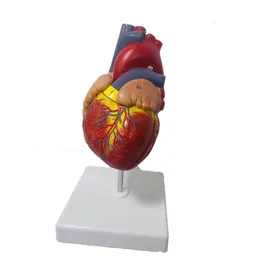 Andra kontorsskolatillförsel 1 1 Livsförstora mänsklig hjärta Anatomi Modell Science Teaching Resources Drop 230130