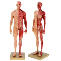 Andra kontorsskolan levererar 30 cm harts Human Anatomy Muscle Skeleton Model Drop 230130
