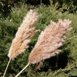 All-match 20 Stems Pampas Grass Bouquet Dried Flower Wedding Use Christmas Decor Artificial Flowers Fall Decoration