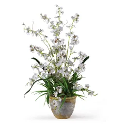 Танцующая леди шелковая орхидея, белая