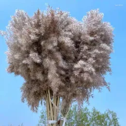Dekorativa blommor naturliga torkade pampas gräs vass gäng färgglada vackra tillbehör jul hem bröllop gåva dekoration phragmites