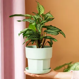 Planters Pots buah gaya baru dengan nampan Pot bunga Resin plastik kontrol daging mawar Sederhana Nordik