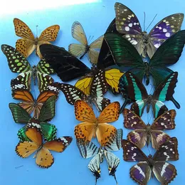 Dekorative Objekte Figuren natürliche echte Schmetterlingsprobe Unterrichtshilfe Unterricht Exemplar DIY Flügeler Schmetterling Probe Optionaler Sorte 230814